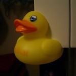 duck1